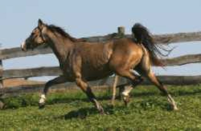 Welsh-B Falbstute - Ponys - Burgkunstadt