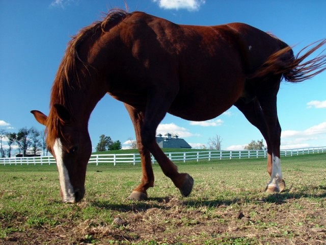 Ponyhaftpflicht 51,17 EUR im Jahr - Ponys - Berlin