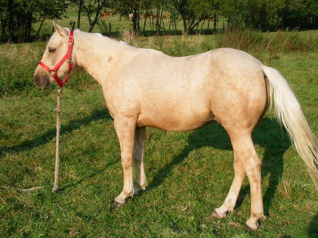 QUARTER hORSE - Hengst - Flieden