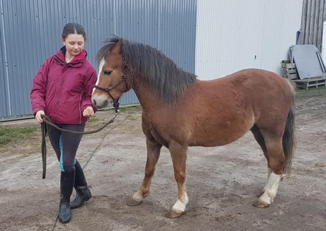Zum Verkauf steht der Welsh A Wallach Wohld Claus - Ponys - Heilshoop