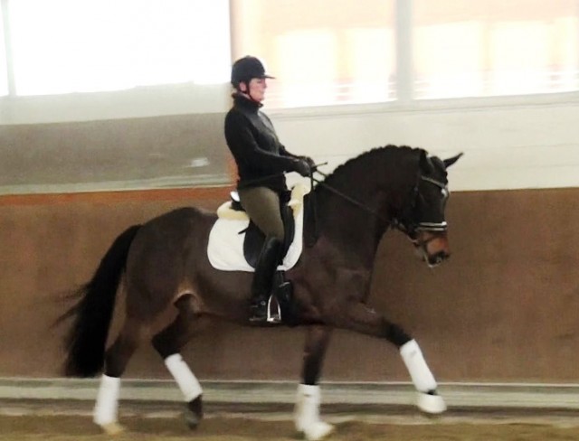 Wallach welcher keine Wünsche offen lässt - Wallach - Hochheim
