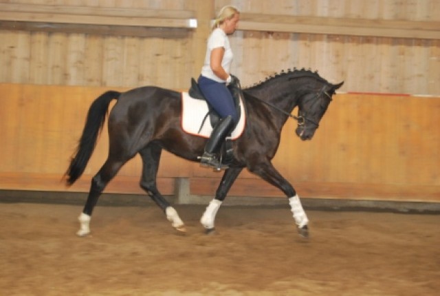 4jährige Warmblutstute - Stute - Gerolsbach