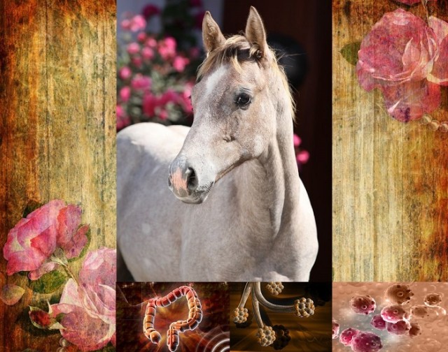 Horse Pro Nature - Pferdezubehoer - Gilserberg