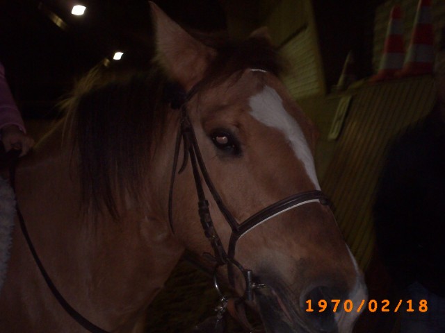Suche RB für Haflinger-Criollo Stute - Reitbeteiligung - Dortmund