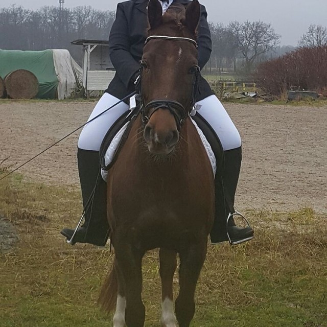 Reitbeteiligung in Wolfsburg gesucht! - Ponys - Wolfsburg 