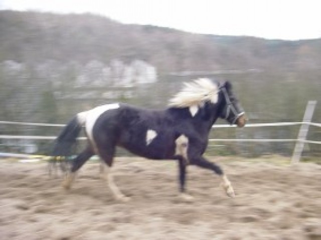 Reitbeteiligung - Reitbeteiligung - Coburg