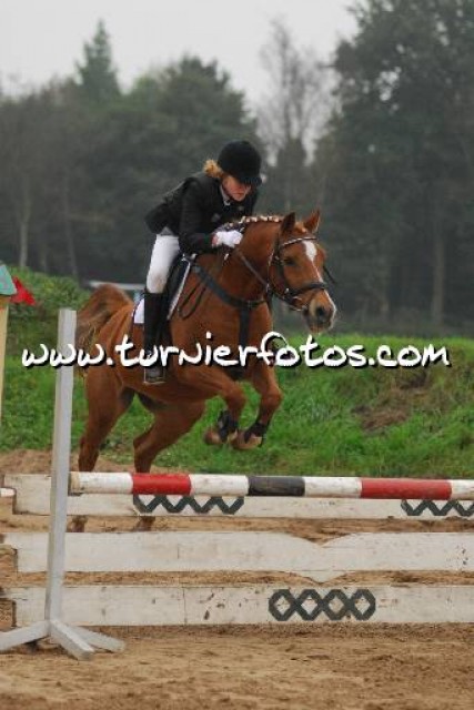 Haflinger Stute - Stute - Westerstede