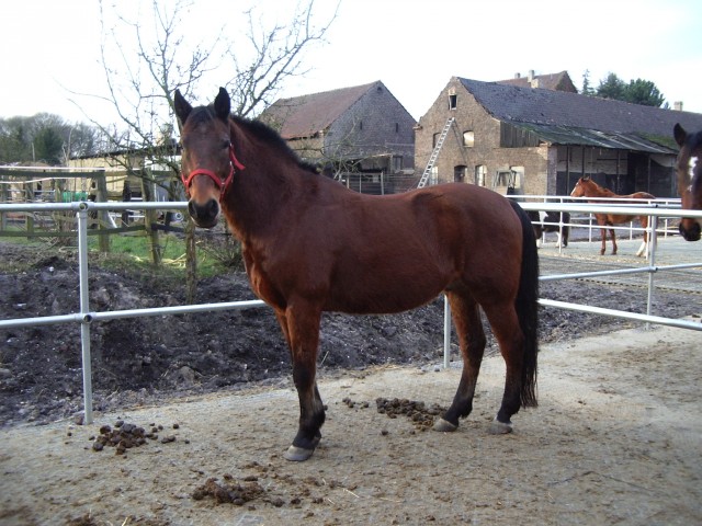 Suche Rb für mein Pferd - Reitbeteiligung - Bottrop