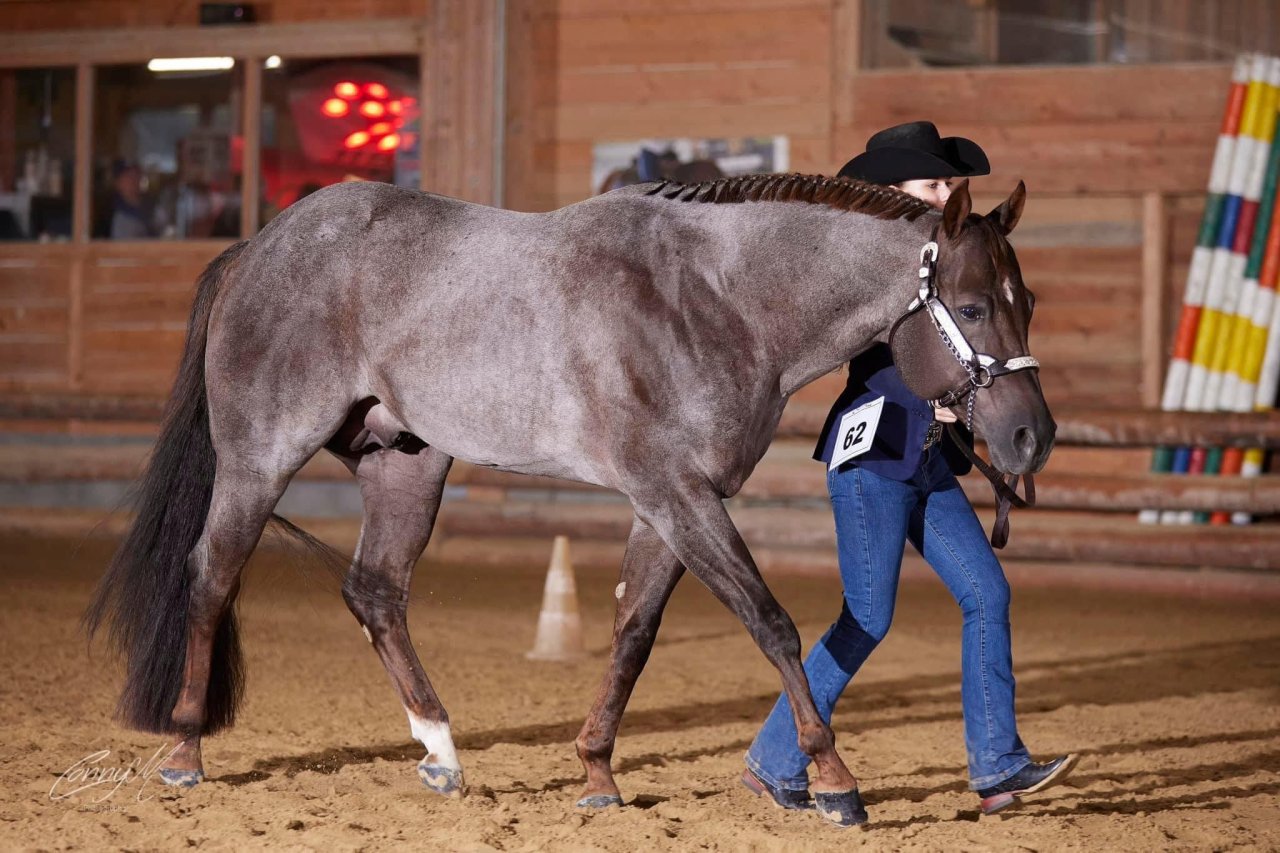 American Quarter Horse Deckhengst - Deckhengst - Pöttsching