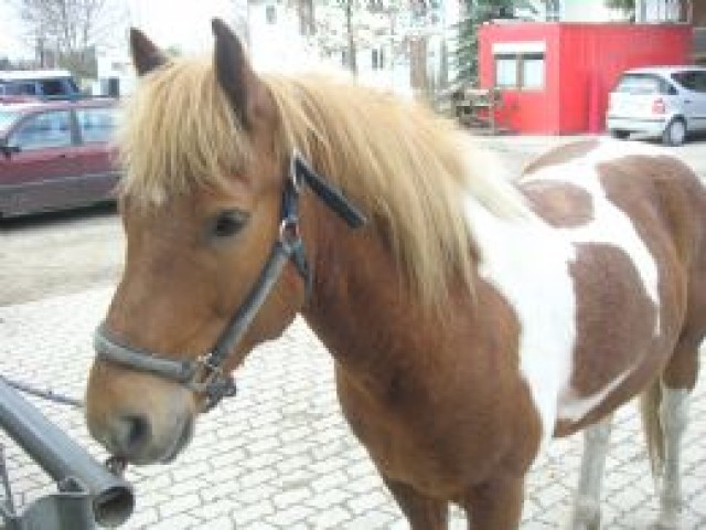 Suche einen Schecken - Ponys - Gröbenzell