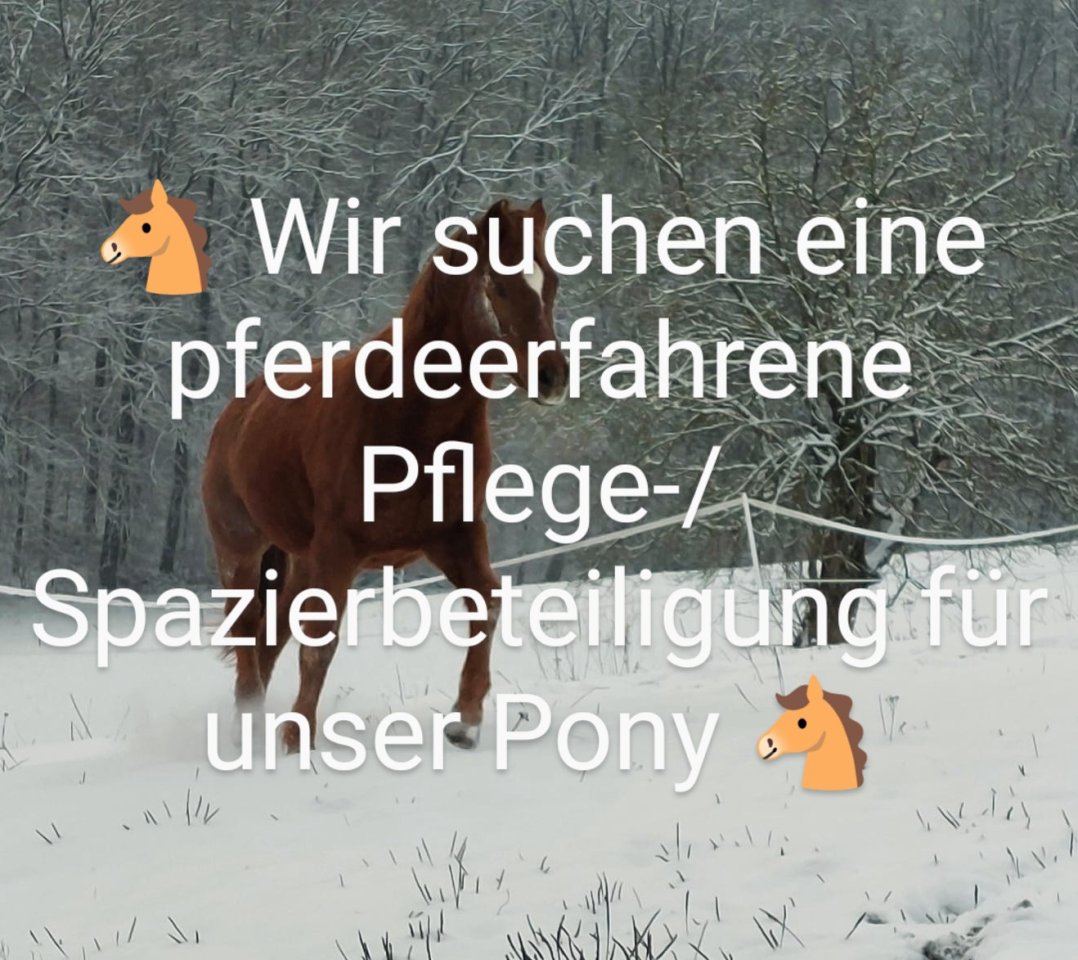 Spazier- und Pflegebeteiligung für Pony gesucht - Reitbeteiligung - Riehen