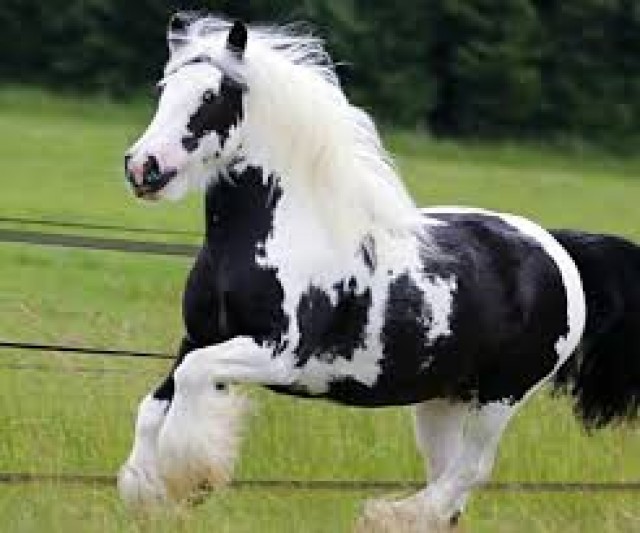   schöne Stute .... - Stute - Düsseldorf