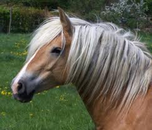 SUCHE REITBETEILIGUNG GEGEN STALLARBEIT IN HAMBURG ; ) - Reitbeteiligung - Hamburg