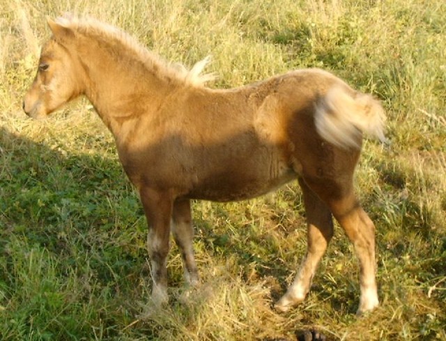 Classic Pony Stutfohlen - Ponys - 