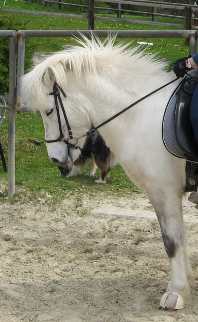 Biete Reitbeteiligung an tollem Freizeitpferd i.R. Düsseldorf - Reitbeteiligung - Erkrath