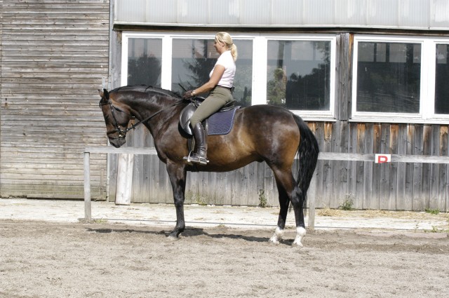 Wallach, 5 Jahre, professioneller Vollberitt - Wallach - München