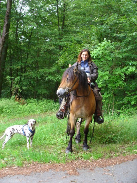 Wanderreiten mit Henrike in Westerwald, Eifel, Hunsrück, Pfalz - Reitferien - Hachenburg