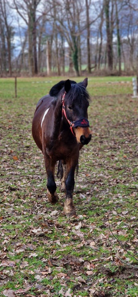 Lewitzer-Mix Wallach - Ponys - Lossatal OT Kühnitzsch