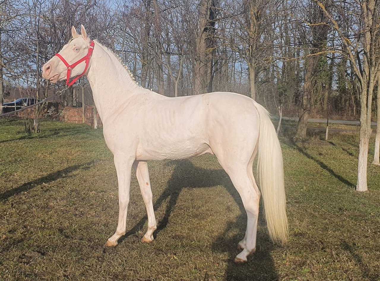 Pferde Cremello albino wundervoll - Grosspferde - Szarvas