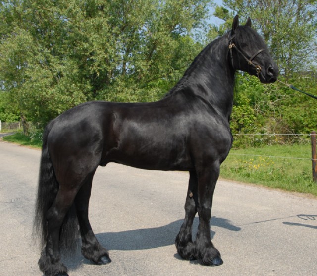 Schöner Friesenstute und wallach sucht liebevolles Zuhause - Stute - Neumünster