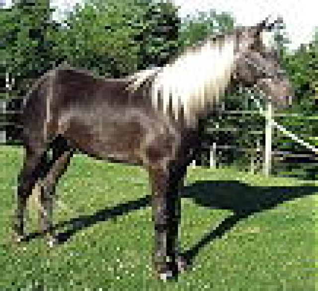 Schokoladen Pferde - Stute - Bunde