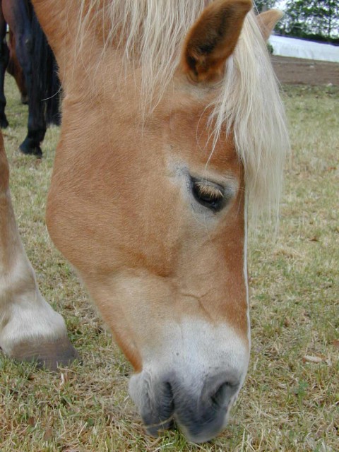 Sehr schöne Haflinger Stute - Stute - Röttenbach