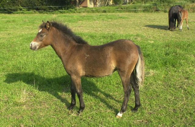 Deutsches ReitponyxWelsch B., Stute +Hengst - Ponys - Bünde (bei Bielefeld)