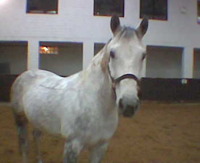 Biete Reitbeteiligung in Düsseldorf Nord / Duisburg - Reitbeteiligung - Düsseldorf