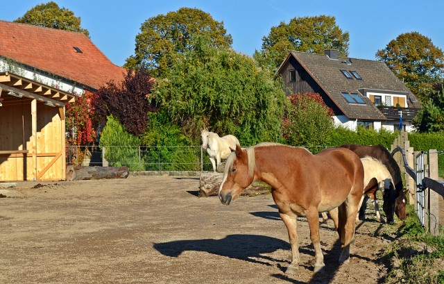 Artgerechte Haltung im neuen Bewegungsstall! - Boxenvermietung - Dassel-Amelsen