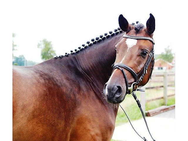  Hannoveraner Pferde Wallach, Hengst und Stute  - Wallach - Bremen