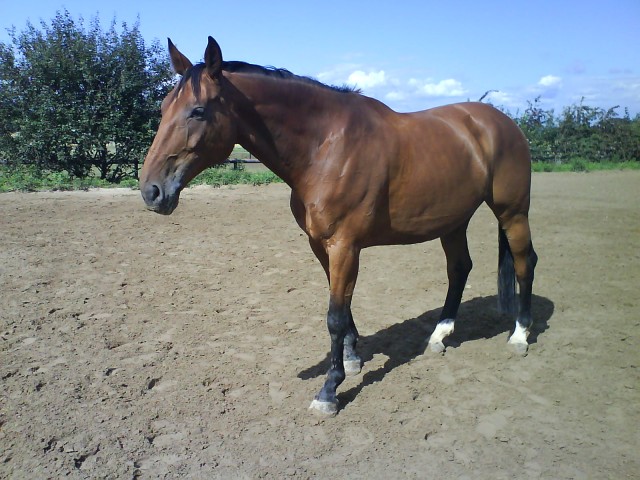 Biete Reitbeteiligung in 52399 Merzenich - Reitbeteiligung - niederzier