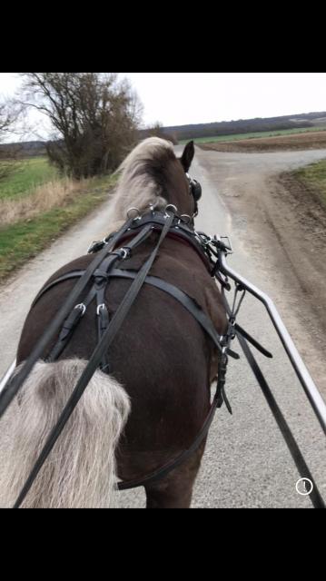 Pony Shetty Hengst Deckhengst gekört  - Deckhengst - Haag in Oberbayern 