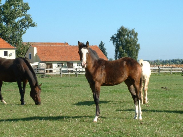 Tuff N Joy FM - Fohlen - Borgentreich