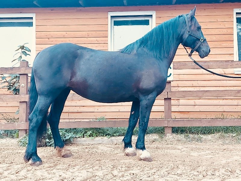 Kompakte, vielseitig einsetzbare Welsh Cob Stute - Grosspferde - Nienburg