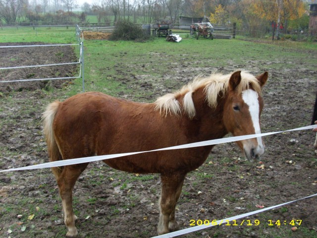 Haflinger-Mix Stutfohlen - Fohlen - 