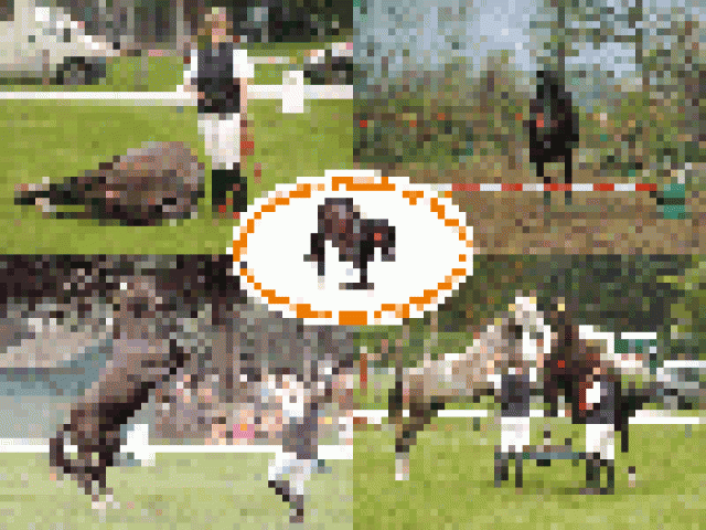 Natural Horsemanship, Zirkuslektionen, Pferdegymnastik und Freiheitsdressur - Pferdezubehoer - Hamburg / Arlewatt bei Husum