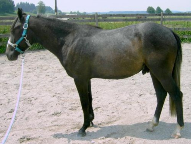 Quarter Pony - Domino mc Spider - Deckhengst - Amberg