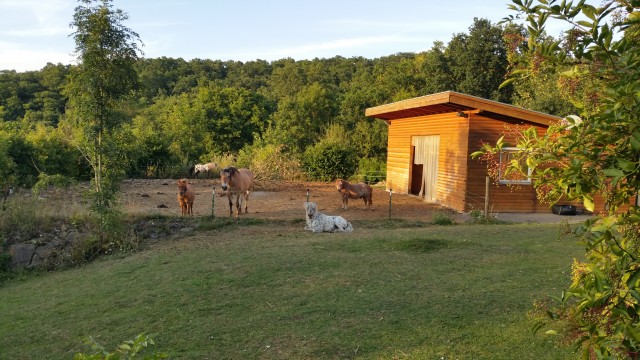 Ein Zuhause für und mit Pferden - Stallplatz - Lonnig