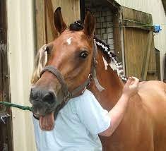 Reitbeteiligung gesucht ? gefunden! - Reitbeteiligung - Mühlhausen