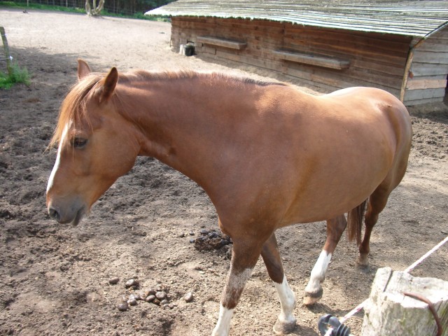 Reitbeteiligung für Endmaßponny Western/Freizeit - Reitbeteiligung - Potsdam