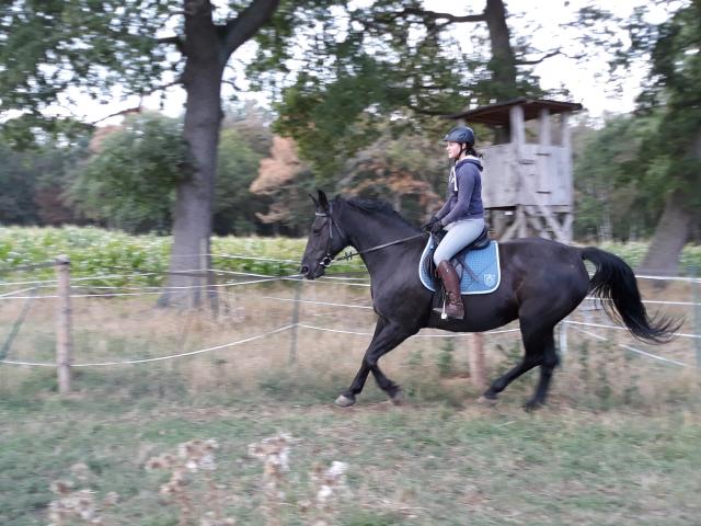 Wunderschöne kräftige Rappstute, 11J., 170cm - Stute - Lindwedel