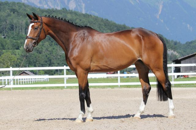 Dressur Oldenburger Stute ideal für große Amateure und Junioren - Stute - berlin