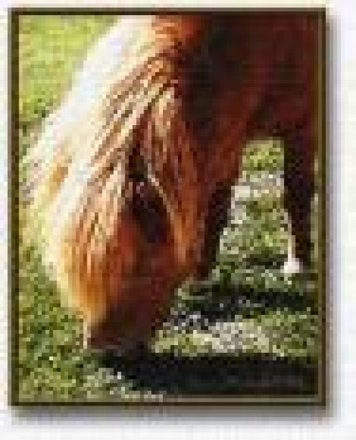 Ponys - Ponys - Volders