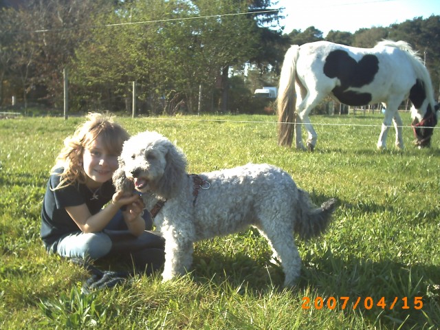 Punktepony oder Pferd gesucht!!! - Ponys - Waf