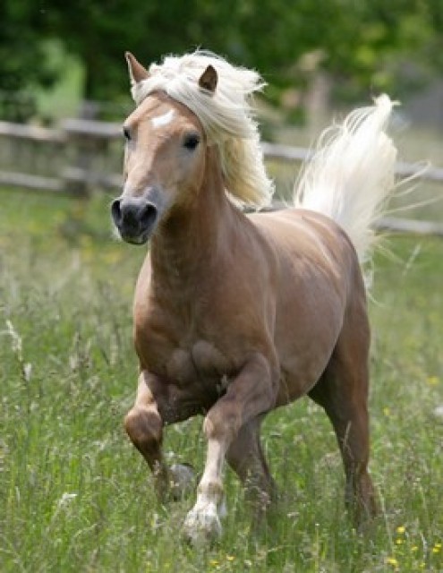 Pferdekurs für Kinder - Reitunterricht - Gechingen