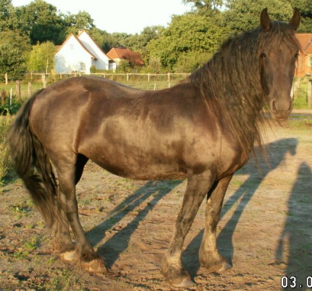 3 wunderschöne Typvolle Friesen-Damen, bei Hannover - Stute - 