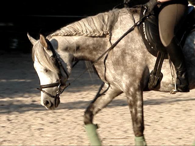Biete einfühlsamen Beritt/Korrektur für Ihr Pferd/Pony. - Reitunterricht - Böblingeb