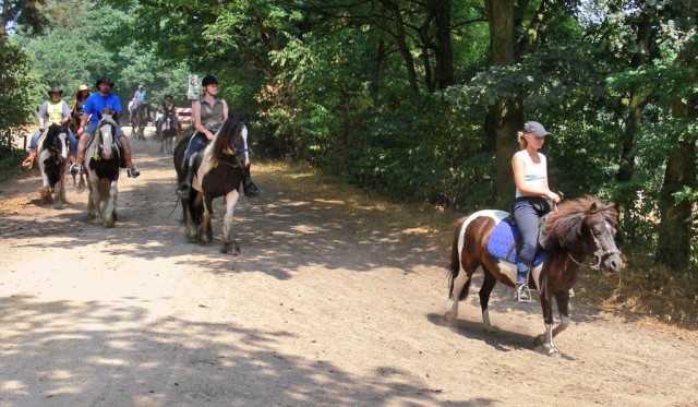 Islandmixstute, schwarzschecke - Ponys - Heinsberg