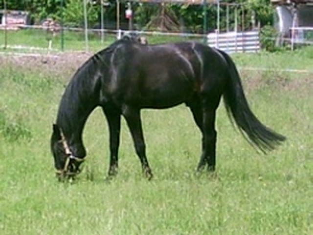 Amerikanischer Traber (Deckanzeige) - Deckhengst - Ostercappeln