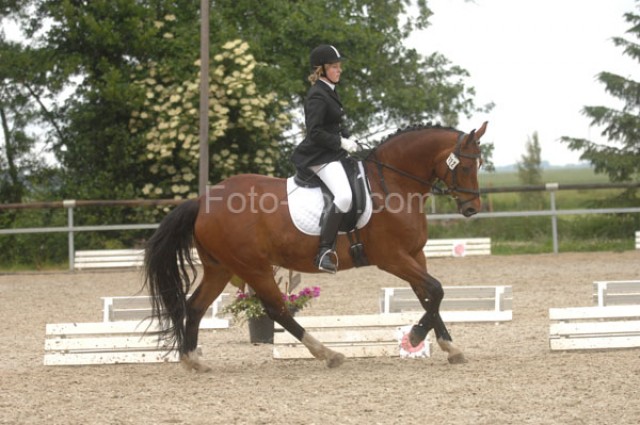 Oldenburger Stute - Stute - Elsfleth